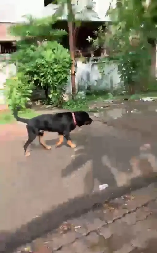 कानपुर में बैन के बाद सड़क पर पिटबुल-रॉटविलर: मालिक सड़कों पर छोड़कर जा रहे